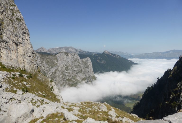 Observation of fauna and flora in