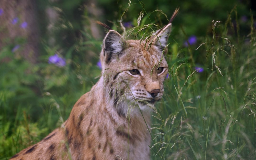 Interview about the Balkan Lynx expedition