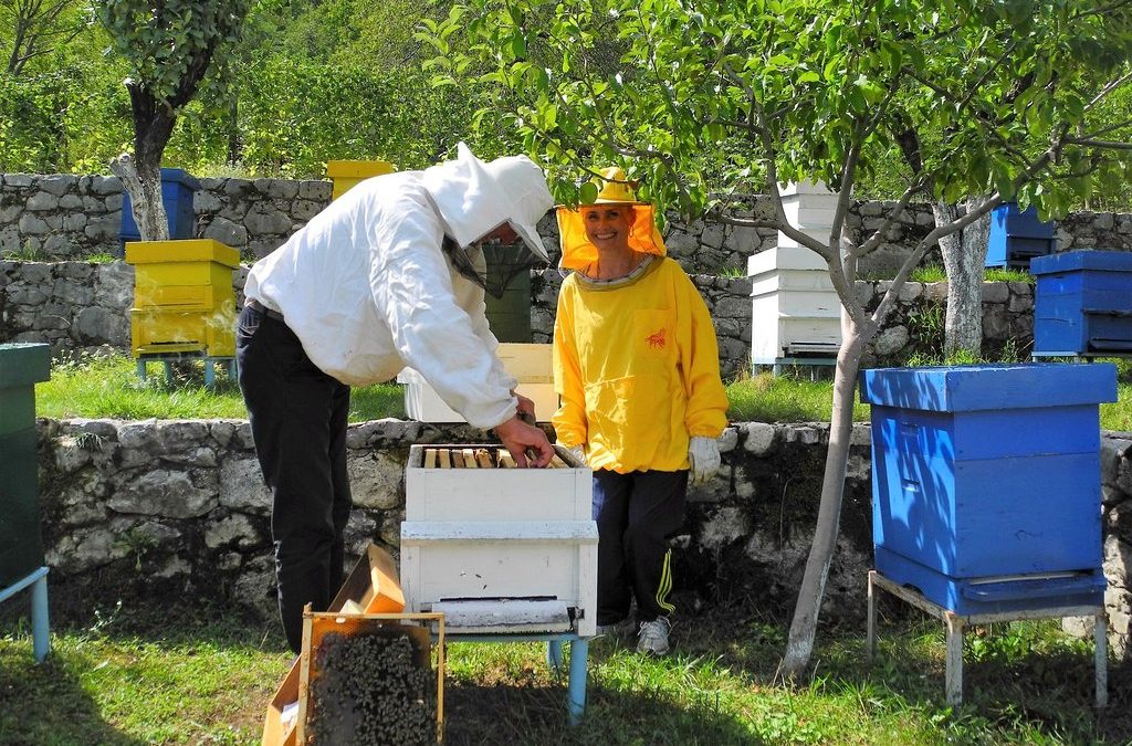 Lesson about beekeeping